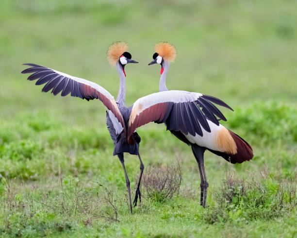 Grey-crowned cranes courtship dance stock photo
