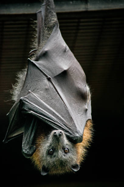Grey-headed flying fox in the Australian wild. taken by RAW bat animal stock pictures, royalty-free photos & images