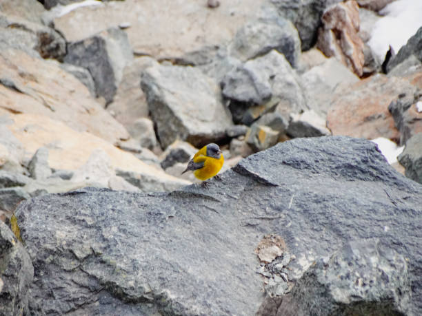 Grey-hooded sierra-finch perched on rocks in Chile stock photo