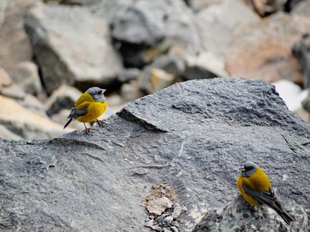 Grey-hooded sierra-finch perched on rocks in Chile stock photo