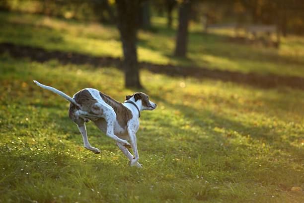 Greyhound on the chase stock photo