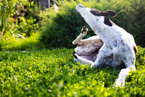 Greyhound scratches body from fleas on a green lawn outdoors in a park on a sunny day.