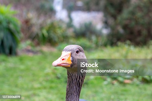 istock Greylag Goose at St James's Park in City of Westminster, London 1373006819