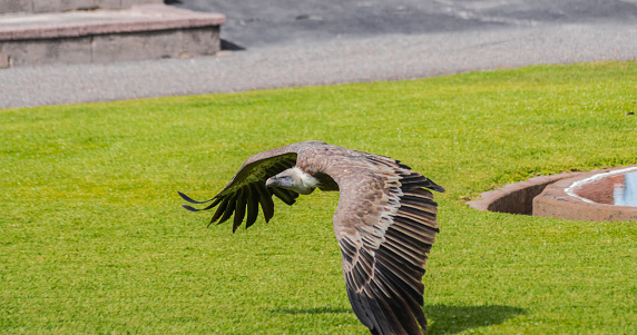griffon vulture (Gyps fulvus)\nflying close to the ground