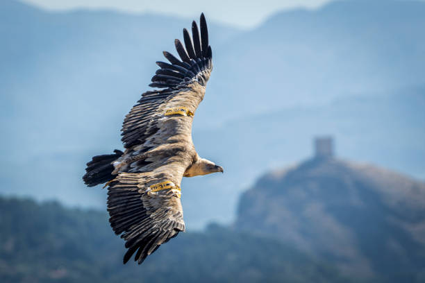 Griffon vulture (Gyps fulvus) in flight with the castle of Cocentaina in the background, Alcoy, Valencian Community, Spain. stock photo