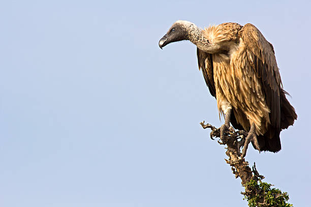 Griffon Vulture Griffon vulture on the lookout - Masai Mara, Kenya perching stock pictures, royalty-free photos & images