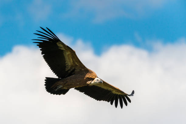 Griffon Vulture A Griffon Vulture flying in the south of France gorges du tarn stock pictures, royalty-free photos & images