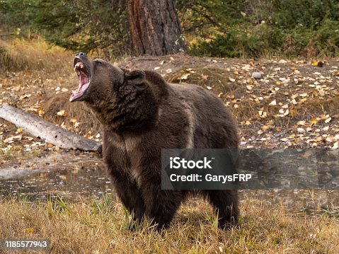 istock Grizzly Bear by Waters Edge Autumn Color Background Captive 1185577943