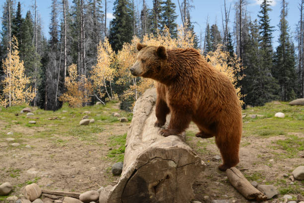 Grizzly Bear Climbing Over Old Log In Autumn Woods stock photo