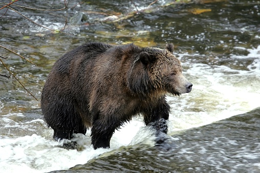 Grizzly Bear Fishing In A Stream Stock Photo - Download Image Now - iStock
