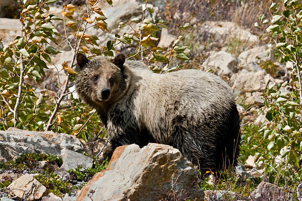 Grizzly Bear Foraging on a Hillside The Grizzly Bear (Usus Arctos horribilis), also known as the North American Brown Bear, is a large population of brown bear inhabiting North America. They are a very large bear with the male weighing from 400 - 790 pounds and the females from 290 - 400 pounds. The Lewis and Clark expedition named the bear "grisley" but probably meant grisly which means fear-inspiring or gruesome. Although grizzly bears are classified as and have the digestive system of carnivores they eat both plants and animals. They will even eat carrion left behind by other animals. They are very opportunistic feeders eating whatever they can find. Grizzly bears normally hibernate for 5-7 months each year, especially in a colder climate. This grizzly bear was photographed while foraging near Lake Sherburne in Glacier National Park, Montana, USA. jeff goulden glacier national park stock pictures, royalty-free photos & images