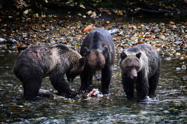 Grizzly Bear mother with 2 cubs, feeding on salmon stock photo