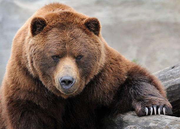 Grizzly bear portrait stock photo