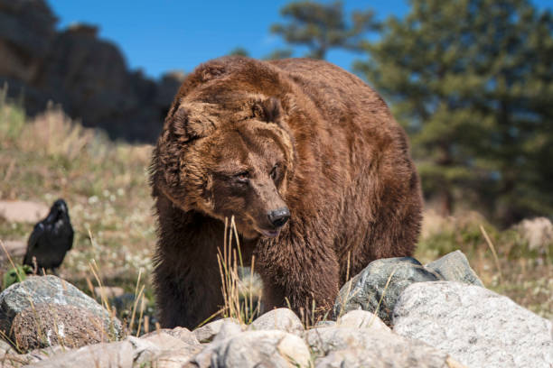 Grizzly bear walking through rocky mountain meadow of Wyoming stock photo