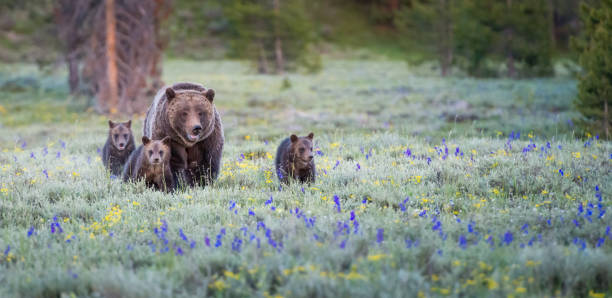 Grizzly bears stock photo