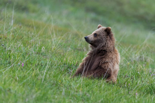 Grizzly, brown bear, Alaska, Denali national park stock photo