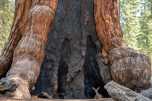 Giant sequoia tree with deer resting at the base.