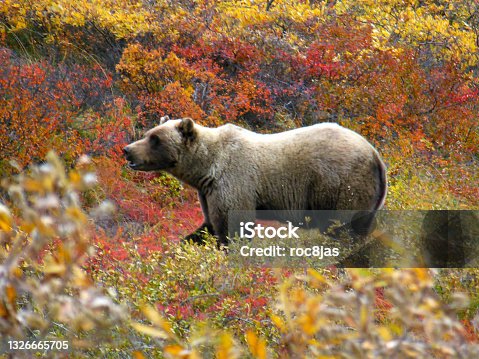 istock Grizzly in Fall 1326665705