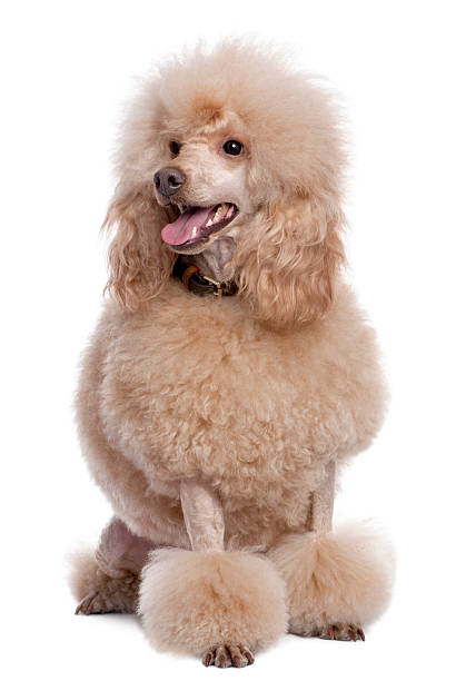 Groomed apricot poodle sitting, panting (2 years old) Groomed apricot poodle sitting and panting (2 years old) against a white background. poodle stock pictures, royalty-free photos & images