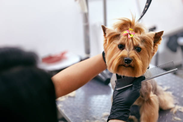 Grooming Dog. Pet Groomer Brushing Dog's Hair With Comb At Salon Grooming Dog. Pet Groomer Brushing Dog's Hair With Comb At Animal Beauty Spa Salon. High Resolution groom human role stock pictures, royalty-free photos & images