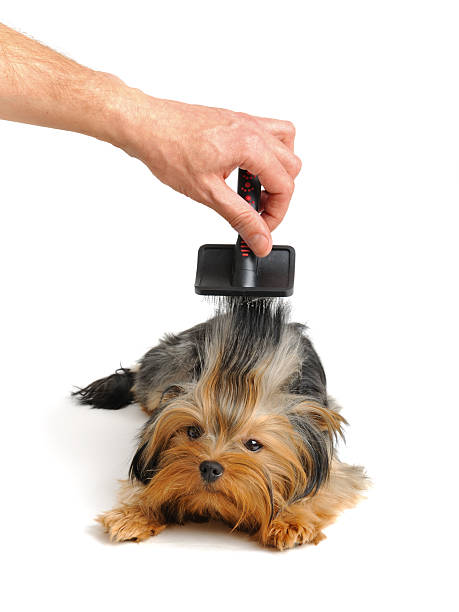 Grooming  yorkie haircuts stock pictures, royalty-free photos & images