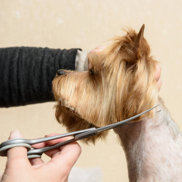 grooming Yorkshire Terrier grooming, hair cutting scissors yorkie haircuts stock pictures, royalty-free photos & images