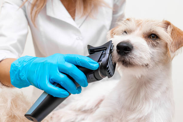 Grooming procedure. Female veterinarian in blue gloves and a white coat shaping the coat of a Jack Russell Terrier with an electric clipper stock photo