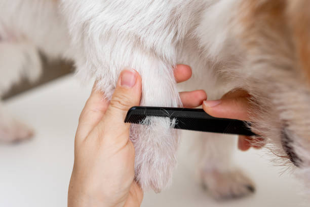 Grooming procedure in a veterinary clinic. Combing dog's paws before trimming on white background stock photo