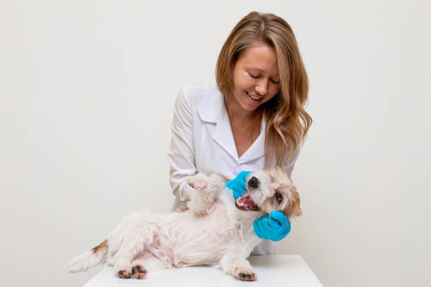Grooming procedure in a veterinary clinic. Girl in blue gloves and a white coat stroking Jack Russell Terrier on the table before cutting stock photo