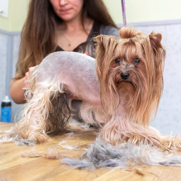 Grooming the yorkshire terrier in pet grooming salon. Grooming the yorkshire terrier in dog grooming salon. yorkie haircuts stock pictures, royalty-free photos & images