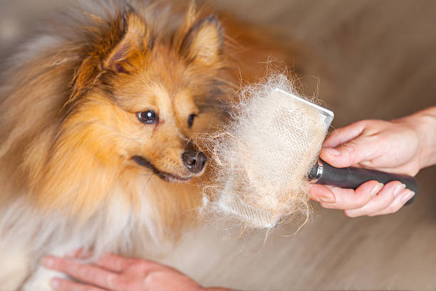 9,427 Dog Brush Stock Photos, Pictures & Royalty-Free Images - iStock