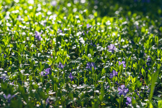 Ground covered with blossoming Vinca minor plant (common names lesser periwinkle or dwarf periwinkle) stock photo