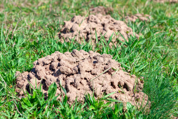 Ground mounds made by gopher stock photo