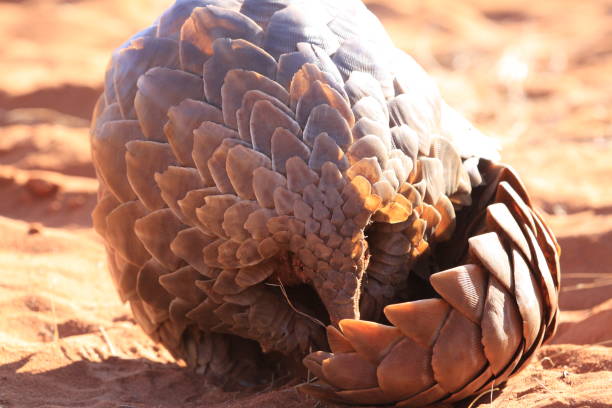 Ground Pangolin Ground pangolin sightings in the Northern Cape at Tswalu. pangolin stock pictures, royalty-free photos & images