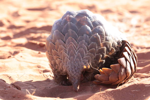 Ground Pangolin Ground pangolin sightings in the Northern Cape at Tswalu. pangolin stock pictures, royalty-free photos & images