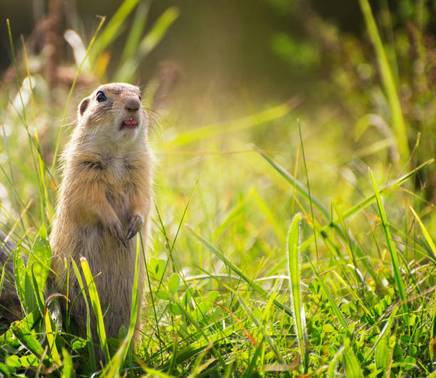Photo of Ground Squirrel with Sticking Tongue
