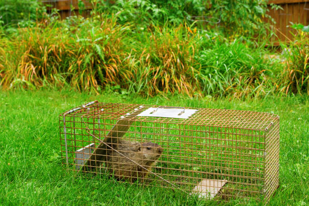 Groundhog in Trap in Front of Garden stock photo