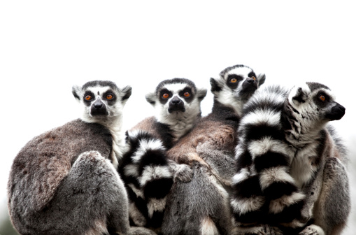 Group of 4 Ring-tailed Lemurs, at Flamingoland Zoo, North Yorskshire, England