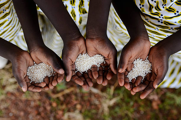 Group of African Black Children Holding Rice Malnutrition Starvation Hunger stock photo