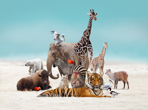 Composite image\nGroup of animals posing in a wild: Tiger, Zebra, Stump-tailed macaque, Sand dune cat, Giraffe, Elephant, Bison, Polar bear, Waterbuck and birds: Scarlet ibis, Common shelduck (Tadorna tadorna) and Pelican.\nAll of the animals live in the Berlin Zoological Garden.