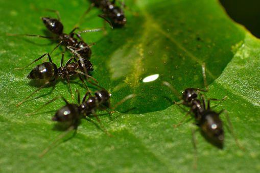 Do Ants Drink Water? It's a Curious Question