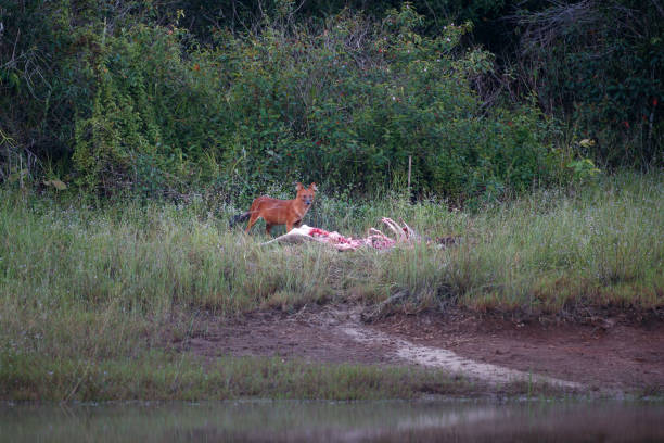 A group of Asiatic wild dog Asiatic wild dog or red dog, low angle view, front short, guarding the carcass of deer that hunt in the evening on riverbank in tropical forest, Khao Yai National Park, northeastern Thailand. dhole stock pictures, royalty-free photos & images