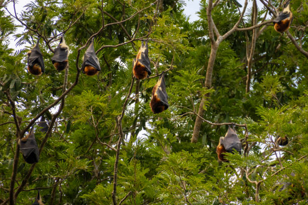 A group of bats on the tree stock photo