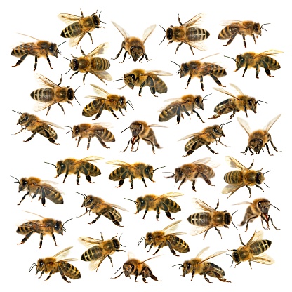 ミツバチや蜂蜜の蜂、白地にミツバチのグループ - ストックフォト・写真素材...