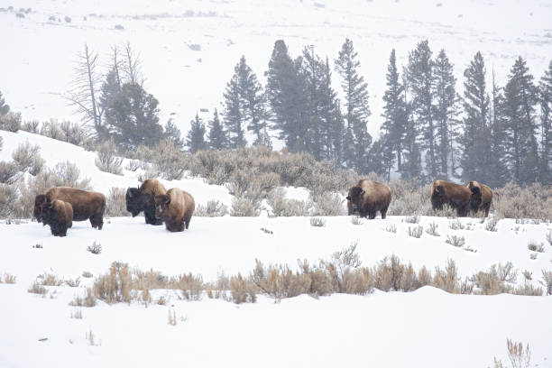 группа бизонов идет по долине ламар - buffalo стоковые фото и изображения