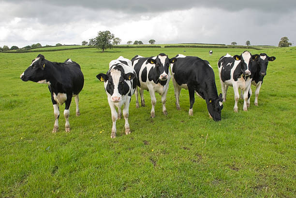 Group of black and white cows in a pasture stock photo