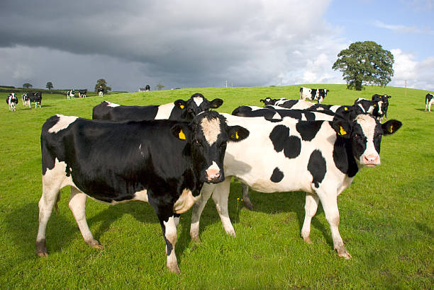 Group of black and white cows in pasture stock photo