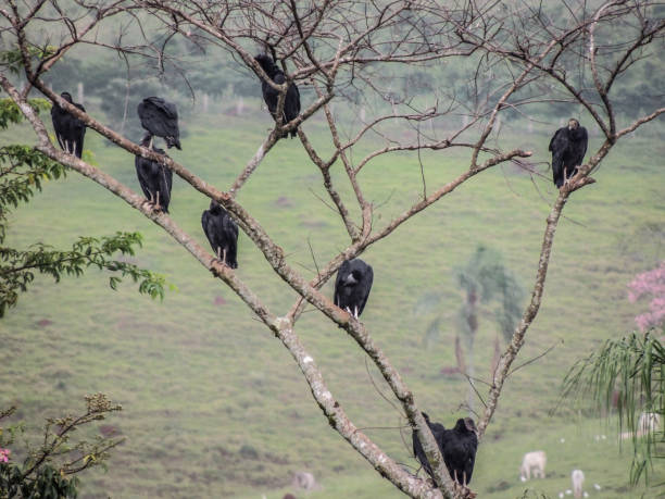 Group of Black Vultures on a Tree, in a pasture Photograph of a groupd of black vultures standing on tree branches in a pasture for cattle, in a rural area in Minas Gerais state, Brazil. american black vulture stock pictures, royalty-free photos & images
