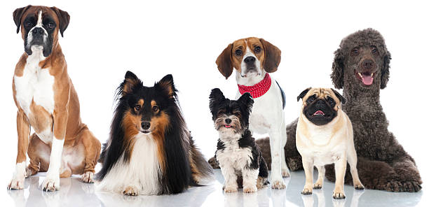Group of breed dogs stock photo