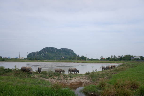 a group of buffalo eat some fresh grass and walking on the side of lak with mountain and sky background. - buffalo 個照片及圖片檔